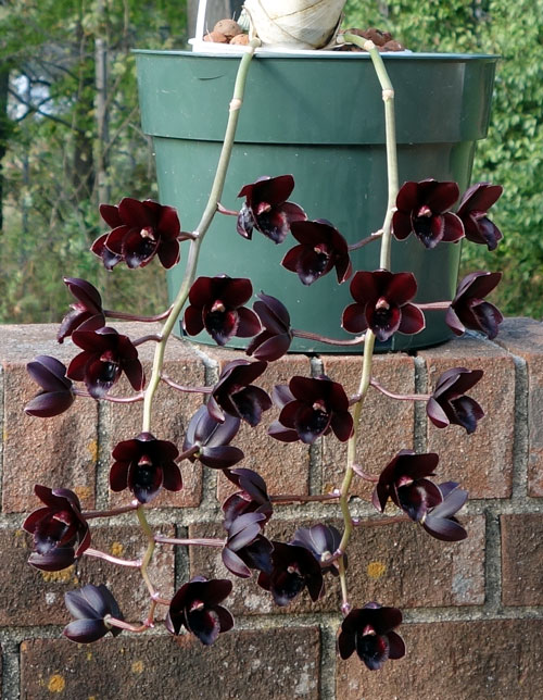 After Dark Black Pearl Orchid Fredclarkeara After Dark 'SVO Black Pearl' FCC/AOS - Orchid Board